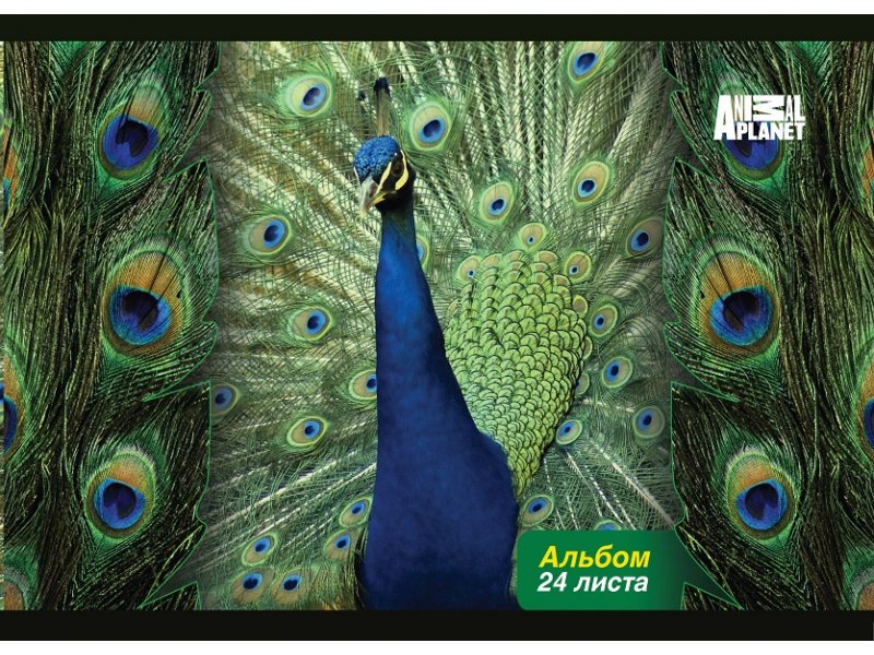 

Альбом Action! для рисования, Animal Planet, 24 л., 2 дизайна