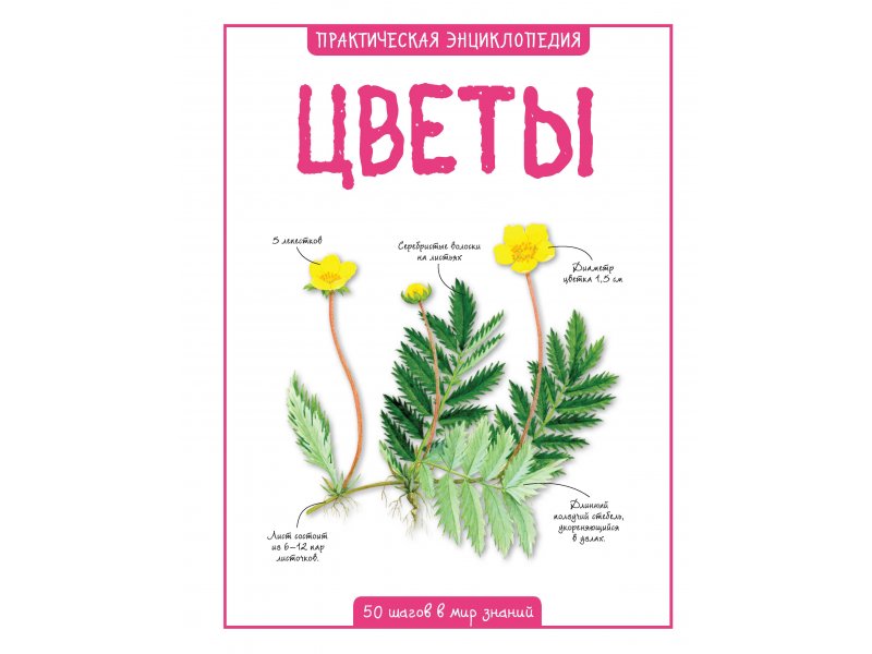 

Книга Machaon, Цветы