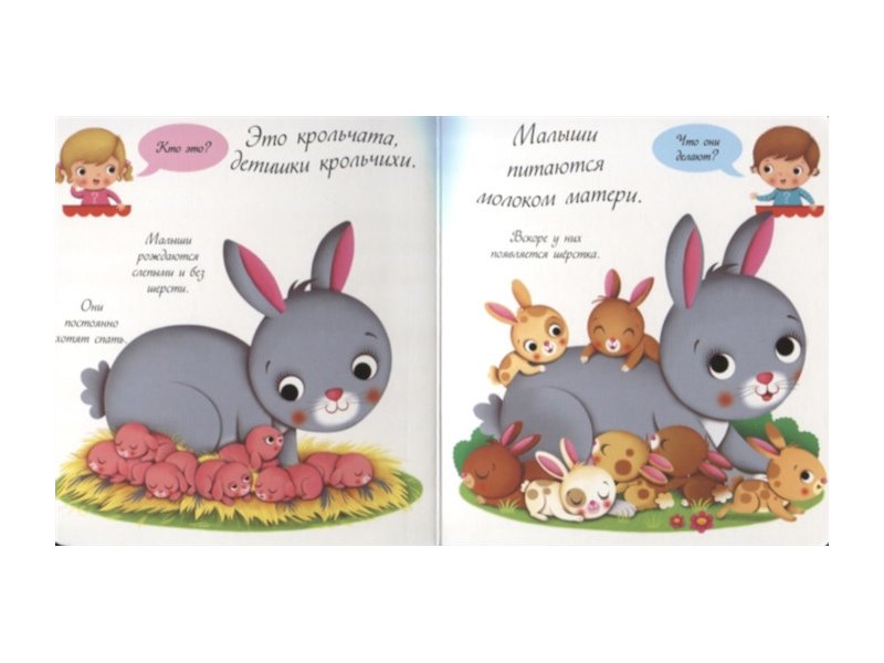 Книга кролика купить. Детская книжка крольчихи. Кролик с книгой. Книги про кроликов для детей. Кролики и крольчата книга.