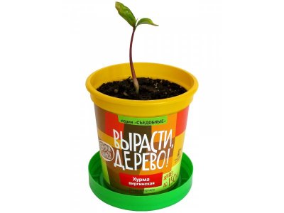 Набор для выращивания растений Вырасти, Дерево!, Хурма виргинская 1-00293445_1