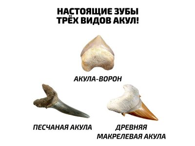 Набор для игры National Geographic Древняя акула, 6 предметов 1-00300871_2