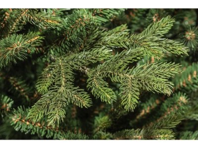 Ель искусственная Царь Ёлка, Ева, 185 см 1-00307187_2