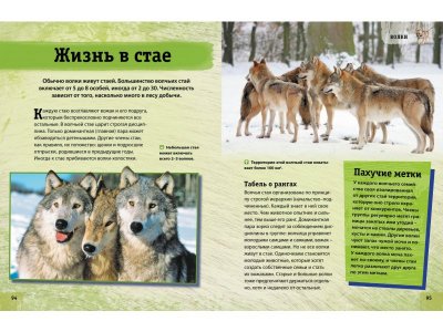 Книга Энциклопедия животных. Взрослые и детёныши / Machaon 1-00185415_4