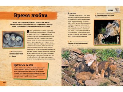 Книга Энциклопедия животных. Взрослые и детёныши / Machaon 1-00185415_5