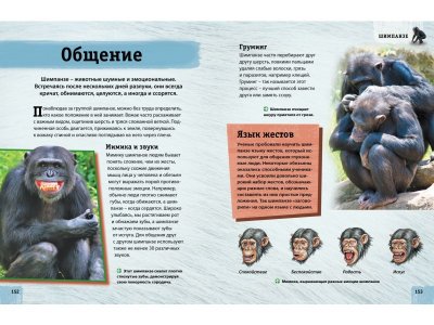 Книга Энциклопедия животных. Взрослые и детёныши / Machaon 1-00185415_6