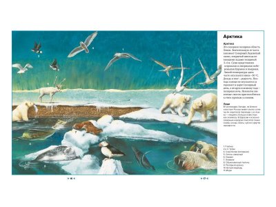 Книга Иллюстрированная энциклопедия животных, Клош П., Кьоцци Д., Коппини К. / Machaon 1-00185416_2