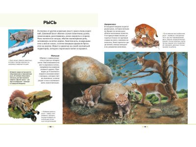 Книга Иллюстрированная энциклопедия животных, Клош П., Кьоцци Д., Коппини К. / Machaon 1-00185416_3