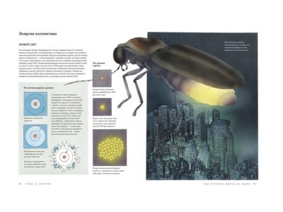 Книга Как устроена жизнь на Земле Хогланд М., Додсон Б. / Издательство МИФ 1-00330239_6