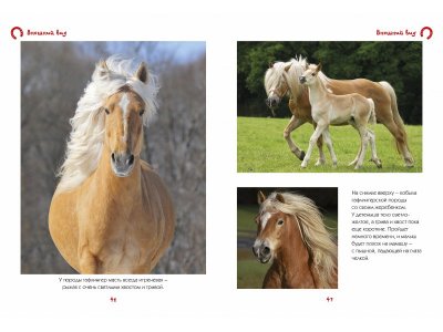 Книга Моя большая книга о лошадях и пони / Machaon 1-00115477_2