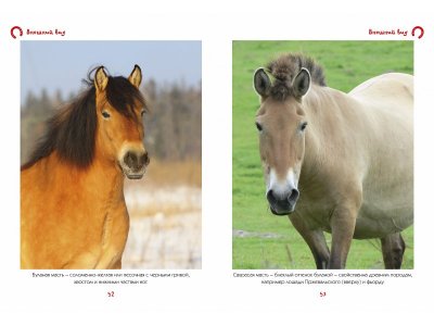 Книга Моя большая книга о лошадях и пони / Machaon 1-00115477_5