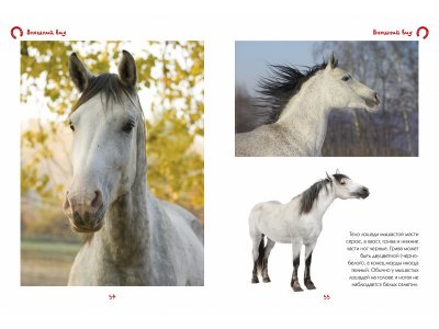 Книга Моя большая книга о лошадях и пони / Machaon 1-00115477_6