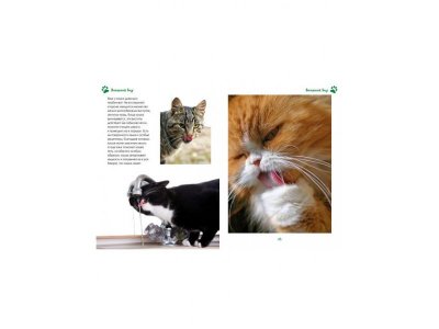 Книга Моя большая книга о кошках и котятах, Куйе Н. / Machaon 1-00115476_3