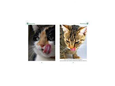 Книга Моя большая книга о кошках и котятах, Куйе Н. / Machaon 1-00115476_4
