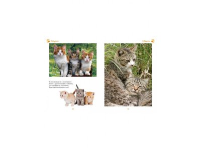 Книга Моя большая книга о кошках и котятах, Куйе Н. / Machaon 1-00115476_6