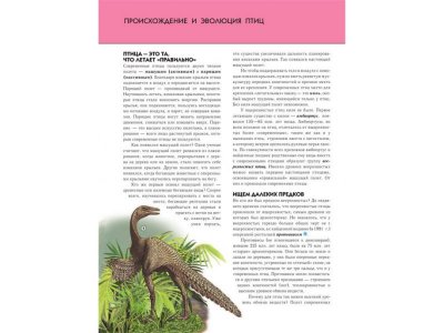 Книга Птицы. Полная энциклопедия Школьник Ю.К. / Издательство Эксмо 1-00303917_6