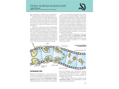 Книга Растения. Полная энциклопедия Школьник Ю.К. / Издательство Эксмо 1-00303919_3