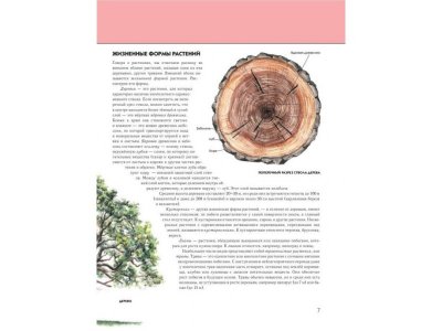 Книга Растения. Полная энциклопедия Школьник Ю.К. / Издательство Эксмо 1-00303919_8