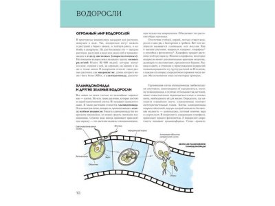Книга Растения. Полная энциклопедия Школьник Ю.К. / Издательство Эксмо 1-00303919_10