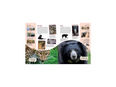 Книга Яркий мир животных  / Machaon 1-00236113_3