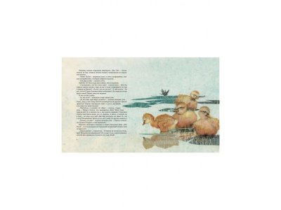 Книга Гадкий утенок, Андерсен Х.К. / Machaon 1-00153848_3
