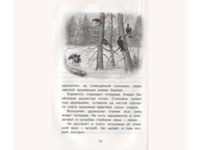 Книга Год в лесу Соколов-Микитов И. / Machaon 1-00235906_3
