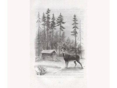 Книга Год в лесу Соколов-Микитов И. / Machaon 1-00235906_5