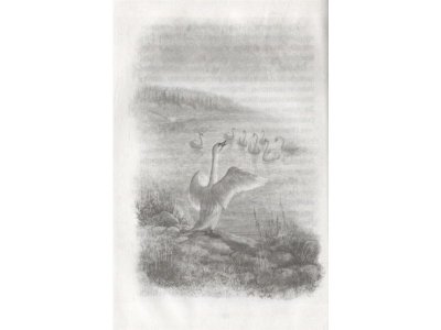 Книга Серая Шейка Мамин-Сибиряк Д. / Machaon 1-00280671_7