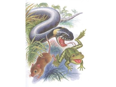 Книга Мышонок Пик. Сказки о животных, Бианки В.В. / Издательство Аст 1-00306293_5