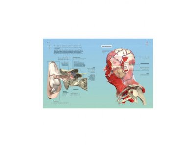 Книга Анатомия человека 360°. Иллюстрированный атлас, Роубак Д. / Machaon 1-00280422_5