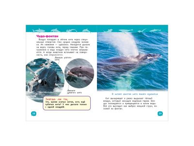 Книга Росмэн Акулы, киты и дельфины.Энциклопедия для детского сада 1-00398057_4