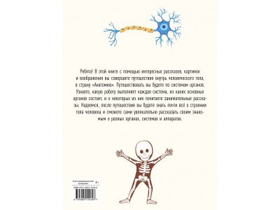 Книга ТД Стрекоза Анатомия для детей 1-00403777_2