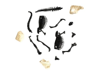 Набор Bondibon Исторические раскопки Науки с Буки, Брахиозавр 1-00405849_5