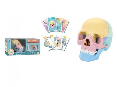 Набор игровой Анатомия человека (череп) 1-00413167_1