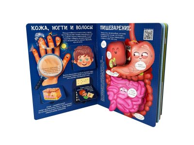 Книга БимБиМон Энциклопедия с окошками Как устроено твое тело 1-00455992_4