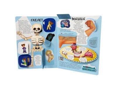 Книга БимБиМон Энциклопедия с окошками Как устроено твое тело 1-00455992_5
