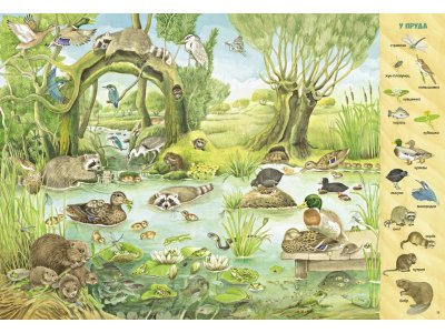 Книга Clever Найди и покажи. Найди и покажи. 1000 животных 1-00474237_5