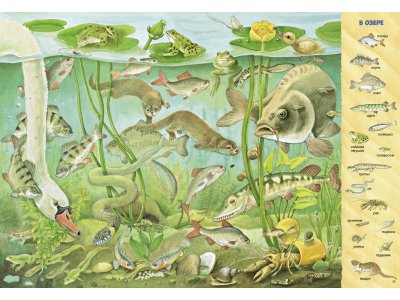 Книга Clever Найди и покажи. Найди и покажи. 1000 животных 1-00474237_6