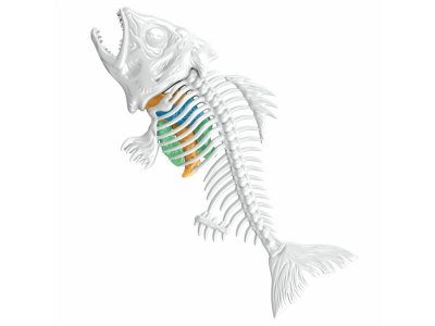 Набор 1Toy Lab БИОсфера Познавательная анатомия Пиранья, 19,5*4,5*23,5 см 1-00475481_8