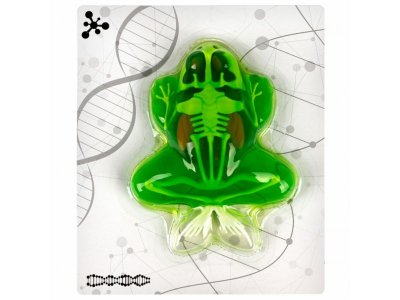 Набор 1Toy Lab БИОсфера Познавательная анатомия Лягушка,19,5*4,5*23,5 см 1-00475482_6