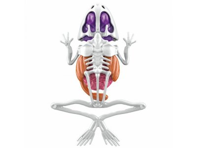 Набор 1Toy Lab БИОсфера Познавательная анатомия Лягушка,19,5*4,5*23,5 см 1-00475482_8