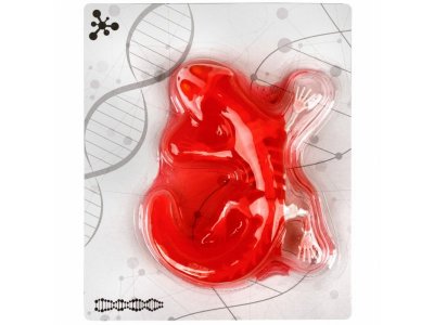 Набор 1Toy Lab БИОсфера Познавательная анатомия Ящерица, 19,5*4,5*23,5 см 1-00475483_6