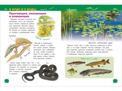 Книга Росмэн Энциклопедия для детского сада Животные России 1-00469467_3