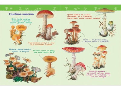 Книга Росмэн Энциклопедия для детского сада В лесу 1-00469468_2