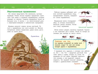 Книга Росмэн Энциклопедия для детского сада В лесу 1-00469468_3